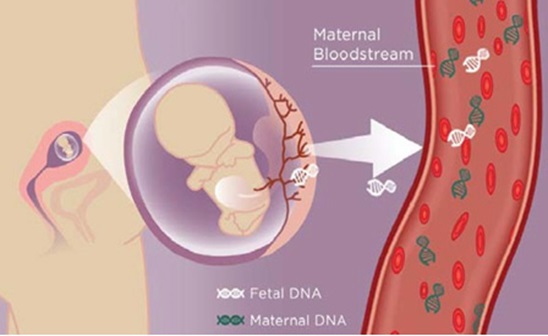 Il DNA fetale passa nel circolo materno
